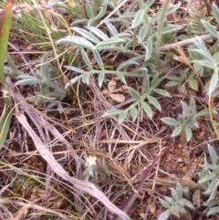 Swainsona sericea at Hume, ACT - 21 Oct 2015 12:57 PM