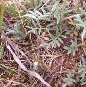 Swainsona sericea at Hume, ACT - 21 Oct 2015 12:57 PM