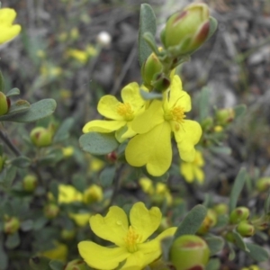 Hibbertia obtusifolia at Majura, ACT - 21 Oct 2015