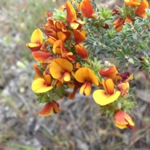 Pultenaea procumbens at Campbell, ACT - 21 Oct 2015