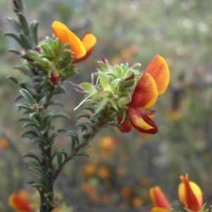 Pultenaea procumbens at Campbell, ACT - 21 Oct 2015