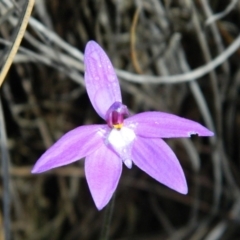 Glossodia major (Wax Lip Orchid) at Point 5803 - 9 Oct 2015 by petaurus