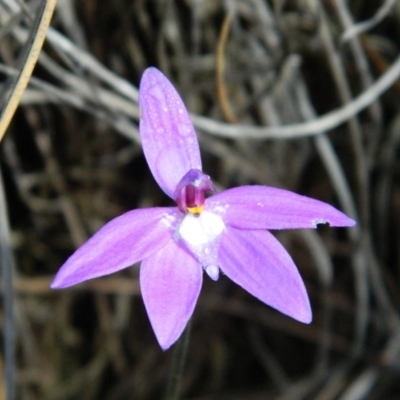 Glossodia major (Wax Lip Orchid) at Point 5803 - 9 Oct 2015 by petaurus