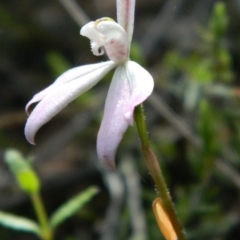 Caladenia carnea (Pink Fingers) at Bruce, ACT - 9 Oct 2015 by petaurus