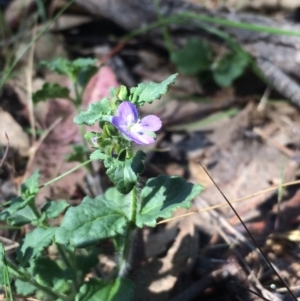 Veronica calycina at Tuggeranong DC, ACT - 21 Oct 2015 04:03 PM