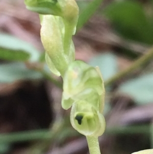 Hymenochilus cycnocephalus at Tuggeranong DC, ACT - 21 Oct 2015