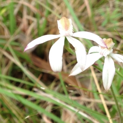 Caladenia moschata (Musky Caps) at Kambah, ACT - 21 Oct 2015 by RosemaryRoth