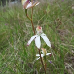 Caladenia moschata at Kambah, ACT - 21 Oct 2015