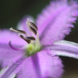 Thysanotus patersonii at Canberra Central, ACT - 21 Oct 2015