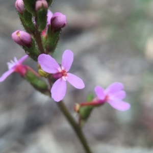 Stylidium graminifolium at Canberra Central, ACT - 21 Oct 2015 05:56 PM