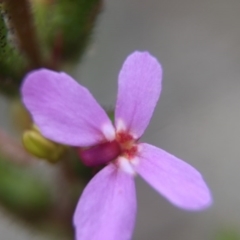 Stylidium graminifolium at Canberra Central, ACT - 21 Oct 2015