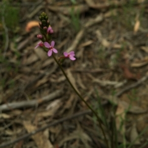 Stylidium graminifolium at Canberra Central, ACT - 21 Oct 2015 05:56 PM