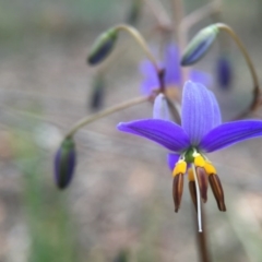 Dianella revoluta var. revoluta (Black-Anther Flax Lily) at Canberra Central, ACT - 21 Oct 2015 by JasonC