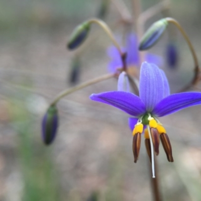 Dianella revoluta var. revoluta (Black-Anther Flax Lily) at Canberra Central, ACT - 21 Oct 2015 by JasonC