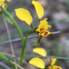 Diuris nigromontana (Black Mountain Leopard Orchid) at Acton, ACT - 21 Oct 2015 by JasonC