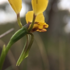 Diuris nigromontana at Acton, ACT - 21 Oct 2015