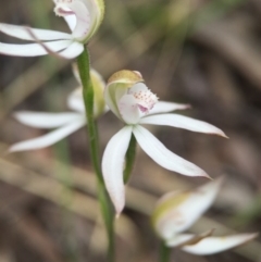 Caladenia moschata (Musky Caps) at Acton, ACT - 21 Oct 2015 by JasonC