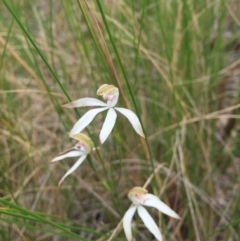 Caladenia moschata at Acton, ACT - suppressed