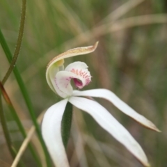 Caladenia moschata at Acton, ACT - suppressed