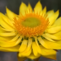 Xerochrysum viscosum (Sticky Everlasting) at Acton, ACT - 21 Oct 2015 by JasonC