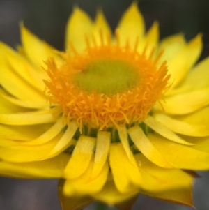 Xerochrysum viscosum at Acton, ACT - 21 Oct 2015 06:29 PM