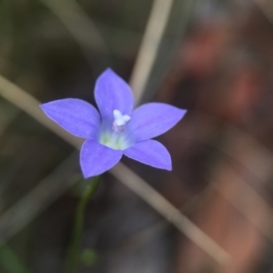 Wahlenbergia sp. at Acton, ACT - 21 Oct 2015 06:32 PM