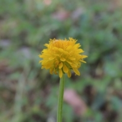 Calotis lappulacea (Yellow Burr Daisy) at Bonython, ACT - 20 Oct 2015 by michaelb