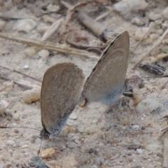 Zizina otis (Common Grass-Blue) at Tennent, ACT - 20 Oct 2015 by michaelb