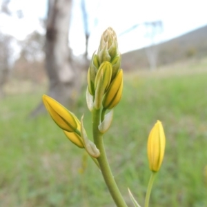 Bulbine bulbosa at Tennent, ACT - 20 Oct 2015 04:47 PM