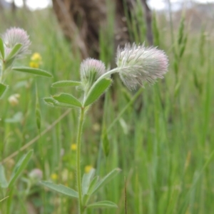 Trifolium arvense var. arvense at Tennent, ACT - 20 Oct 2015