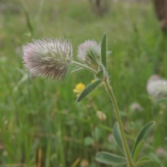 Trifolium arvense var. arvense at Tennent, ACT - 20 Oct 2015 04:49 PM