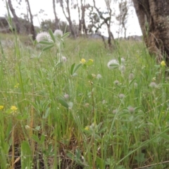 Trifolium arvense var. arvense at Tennent, ACT - 20 Oct 2015