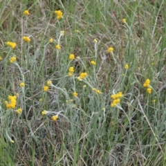 Chrysocephalum apiculatum (Common Everlasting) at Tennent, ACT - 20 Oct 2015 by MichaelBedingfield