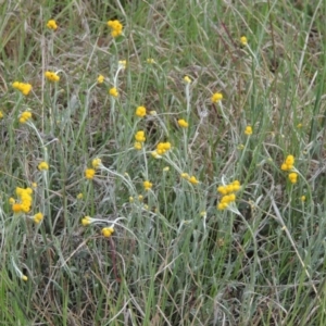 Chrysocephalum apiculatum at Tennent, ACT - 20 Oct 2015 04:54 PM