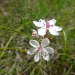 Burchardia umbellata (Milkmaids) at Hall, ACT - 20 Oct 2015 by jksmits