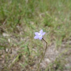 Wahlenbergia sp. (Bluebell) at Hall, ACT - 20 Oct 2015 by jks