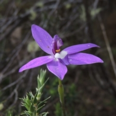 Glossodia major (Wax Lip Orchid) at Tennent, ACT - 20 Oct 2015 by MichaelBedingfield