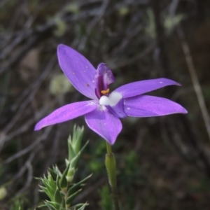 Glossodia major at Tennent, ACT - suppressed