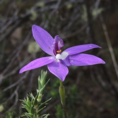 Glossodia major (Wax Lip Orchid) at Tennent, ACT - 20 Oct 2015 by MichaelBedingfield