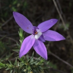 Glossodia major at Tennent, ACT - suppressed