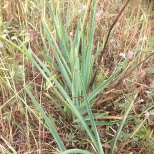 Dianella sp. aff. longifolia (Benambra) at Canberra, ACT - 22 Oct 2015 10:26 AM