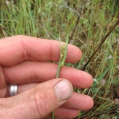 Dianella sp. aff. longifolia (Benambra) at Canberra, ACT - 22 Oct 2015 10:26 AM