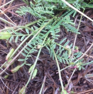 Swainsona monticola at Molonglo River Reserve - 22 Oct 2015