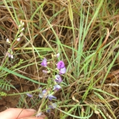 Swainsona monticola at Molonglo River Reserve - 22 Oct 2015