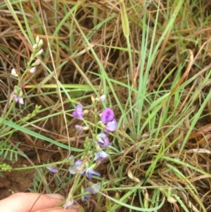 Swainsona monticola at Molonglo River Reserve - 22 Oct 2015