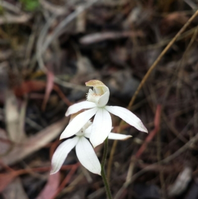 Caladenia moschata (Musky Caps) at Canberra Central, ACT - 22 Oct 2015 by MattM