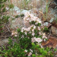 Calytrix tetragona (Common Fringe-myrtle) at Molonglo Valley, ACT - 22 Oct 2015 by RichardMilner