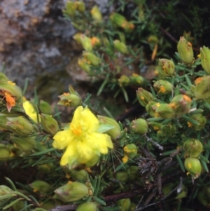 Hibbertia calycina at Molonglo River Reserve - 22 Oct 2015 12:11 PM