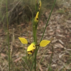 Diuris sulphurea (Tiger Orchid) at Sutton, ACT - 22 Oct 2015 by em.belton