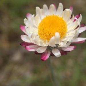 Leucochrysum albicans subsp. tricolor at Sutton, ACT - 22 Oct 2015